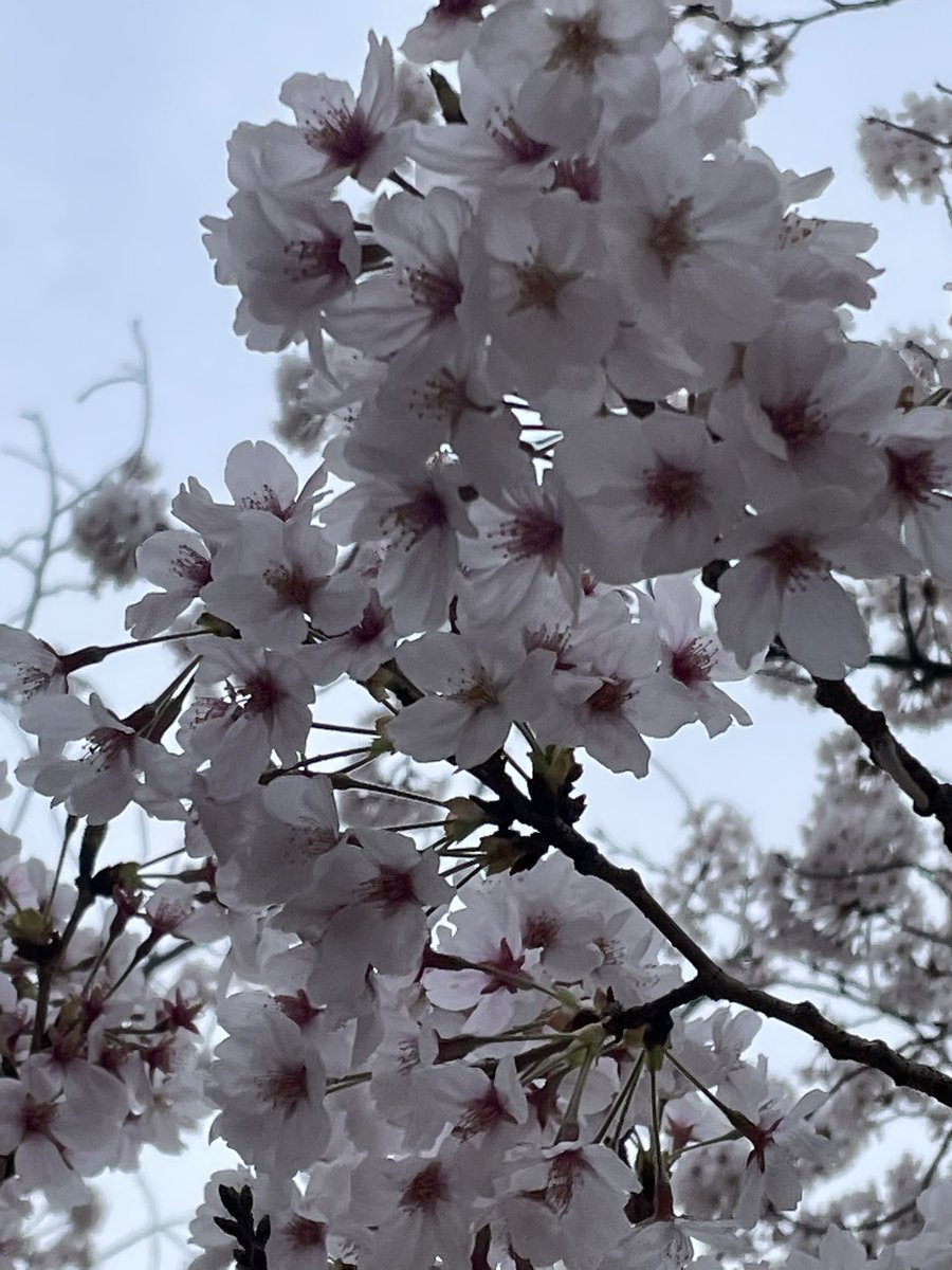 M45MKA's tweet photo. #さくら  #花見
雲ってたけどキレイでした🌸 https://t.co/P9pcZhP7Cf