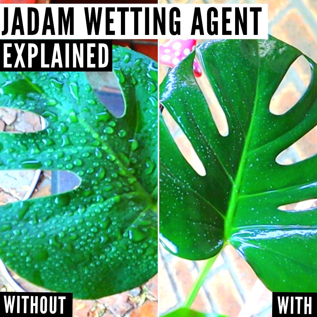 How to use JADAM Wetting Agent! 🦠

Wetting Agent made in the JADAM method is a highly powerful organic wetting agent and insecticidal soap. 

It can be used in wetting, as a pesticide as well as a normal every day soap. 

In this video we explain th