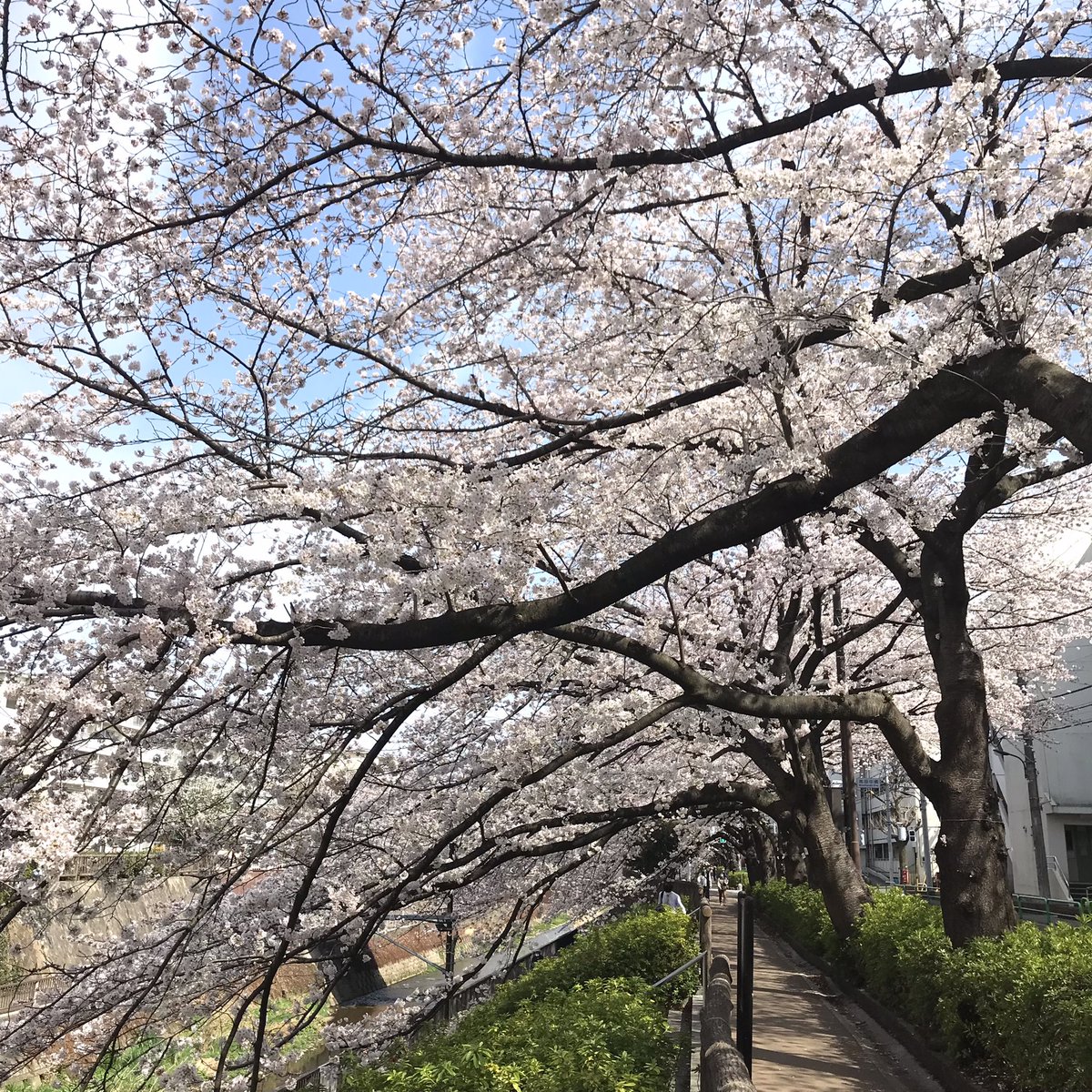 arata_hide's tweet photo. 自宅近くの石神井川の��、今年も美しく咲いてくれました。 https://t.co/gOPvy1R9GB
