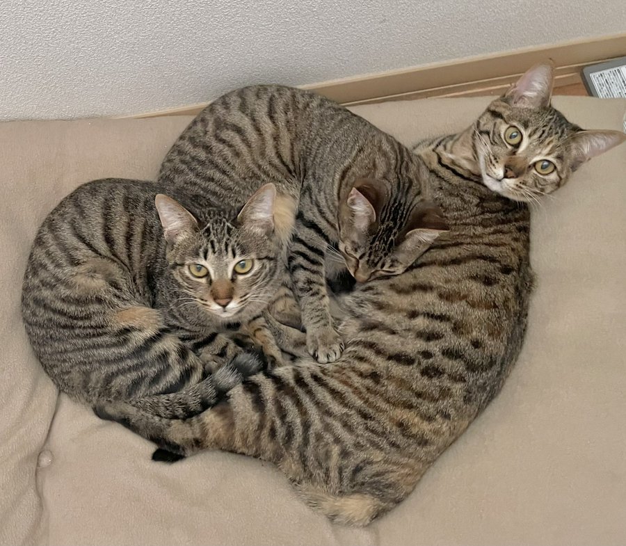 ニャにがどうなってるの キジトラ３姉妹の 猫団子 に混乱 Yahoo Japan