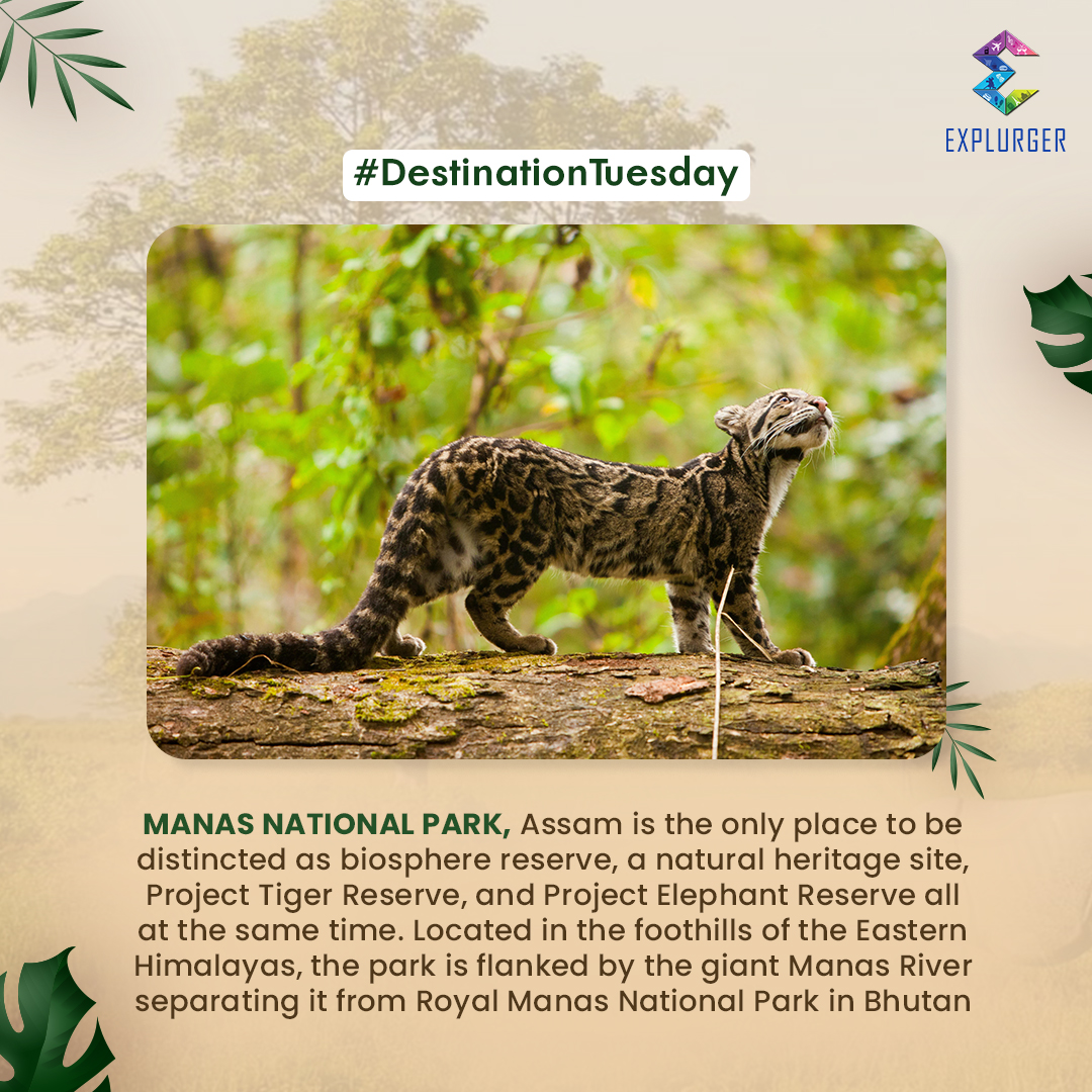 explurger's tweet photo. Manas National Park, Assam is the only place to be distinct as a biosphere reserve, a natural heritage site, Project Tiger Reserve, and Project Elephant Reserve all at the same time.
#Explurger #DestinationTuesday #BucketList #ManasNationalPark #Assam https://t.co/JmSR6sBQx7