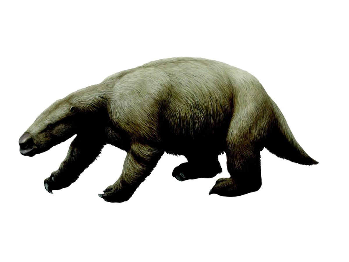 On the second voyage of HMS Beagle, Charles Darwin collected thousands of plants, animals, rocks and fossils, including 13 species of fossil mammals. Four of these were species of ground sloth. Find out more about Darwin's ground sloths nhm.ac.uk/our-science/ou…