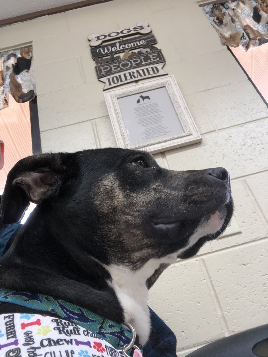 k9kayaks's tweet photo. Julie 💭 #Wellcheck visit & there’s a noisy French Bulldog that’s why my head is tilt. I’m being extra good 🐾🐾❤️
@dogcelebration @StacieMazzotta @rebeccascout1 @RussianBerner @MntnMommaBear https://t.co/8wnVehLW7v