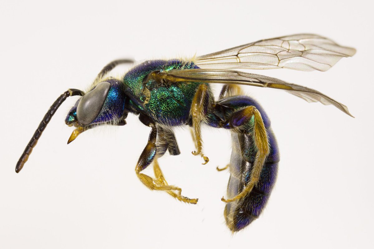 BeesYork's tweet photo. #MetallicMonday
Augochlora pura (Halictidae, 118 species). This is one of the more common bright metallic bees in eastern North America. The exact colouration varies, we posted some green ones, here's a largely blue-green one. https://t.co/Lr8VNa1e9m