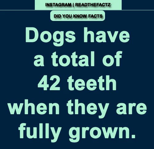 ReadTheFactz's tweet photo. Dogs have a total of 42 teeth when they are fully grown.
#facts #factsonly #FactsMatter #readthefactz #readthefacts #FactsNotFear #truth #history #latestfacts #factsormyths #DogsFacts https://t.co/Lxj1uaAnkY