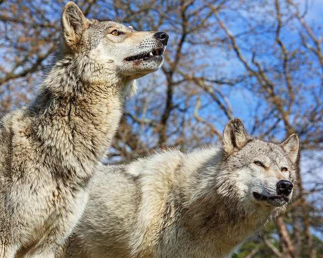 HourlyWolves presents: