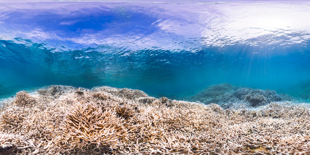 fugro's tweet image. 🎧 Listen to the latest #EngineeringMatters #Podcast to find out how we worked with the Federal University of Rio de Janeiro to help the scientific community conserve deep sea reefs around the globe🌍 ow.ly/Kpl950ItRyO
#Sustainability #ROV #CoralBleaching #OceanDecade