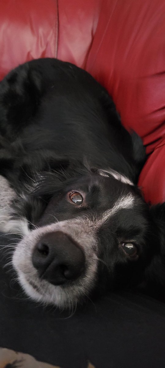 Skivi04's tweet photo. Just stay and cuddle on the couch all day today day k? https://t.co/59j53W6oOJ