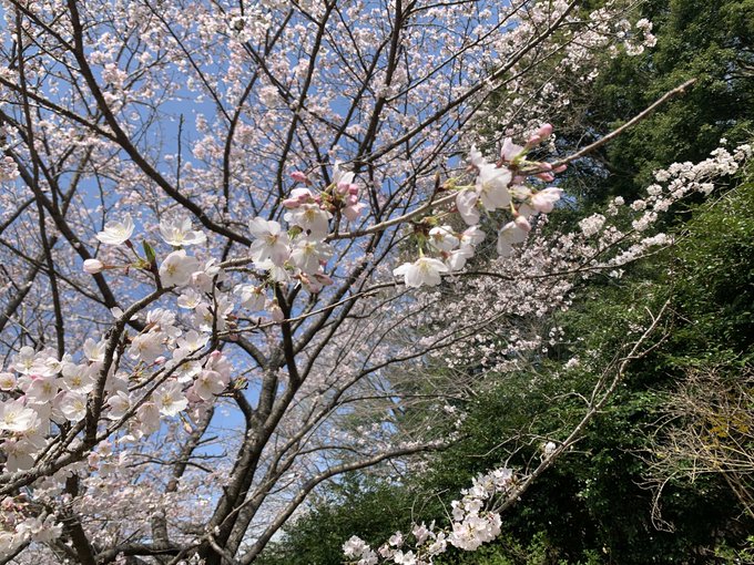 お花見してきた〜🌸
質素なお弁当も載せとく 