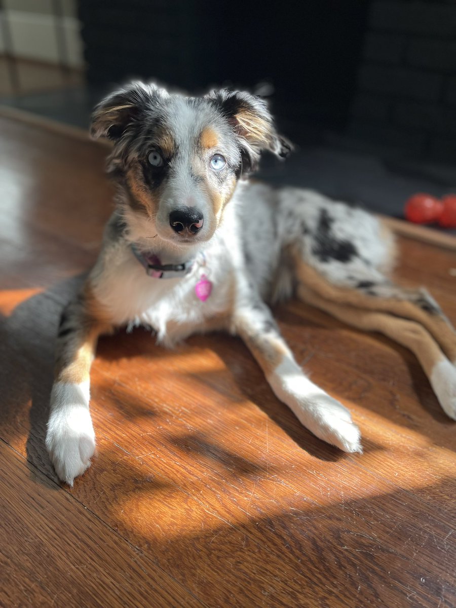 How come no one told me when we got a #miniaussie, that I would simply become, ✨obsessed✨