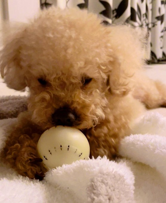 仔犬みたいに見える角度😍鼻、ブヒってなってるやん可愛い https://t.co/5Dm7bDaogt<a href="/tag/naruto"class="tags"><span>#naruto</span></a><a href="/tag/fortnite"class="tags"><span>#fortnite</span></a><a href="/tag/narutoxfortnite"class="tags"><span>#narutoxfortnite</span></a>