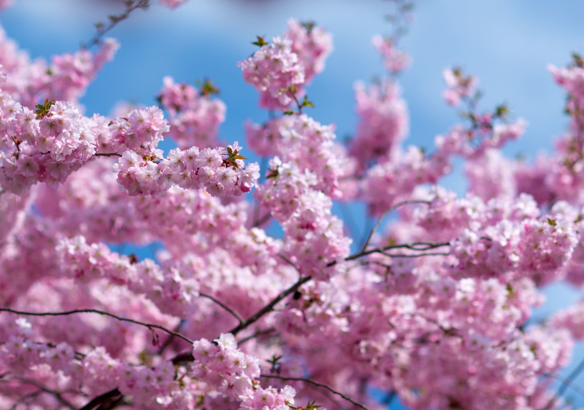 Fun Fact : Over one million people attend D.C.'s annual festival that now lasts for four weeks. 14 US cherry blossom trees date back to 1912. The first US cherry trees were planted in 1912 as a gift of friendship from Japan. Over 3,000 trees spanning 12 varieties were shipped...