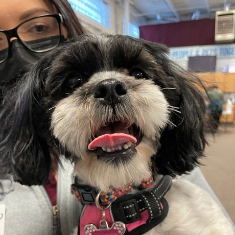 People&PetsTogether tweet media