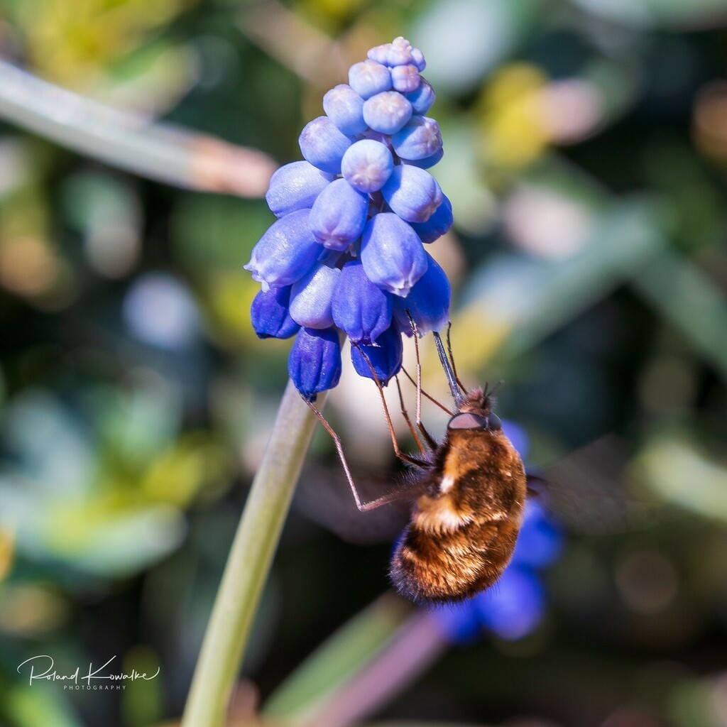 Der große Wollschweber (Bombylius major) ist wieder unterwegs

#wollschweber #bombyliidae #bombyliusmajor #beefly #largebeefly #macrophotography #macro_brilliance #macro_nature #makrofotografie #insects_macro #naturephotography #nature_perfection #allnat… instagr.am/p/CbpnDhHKir6/
