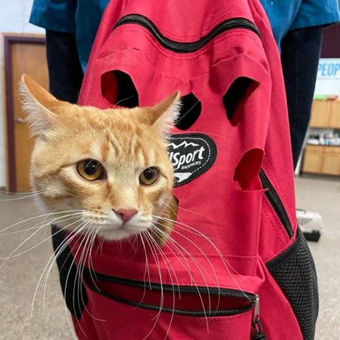 People&PetsTogether tweet media