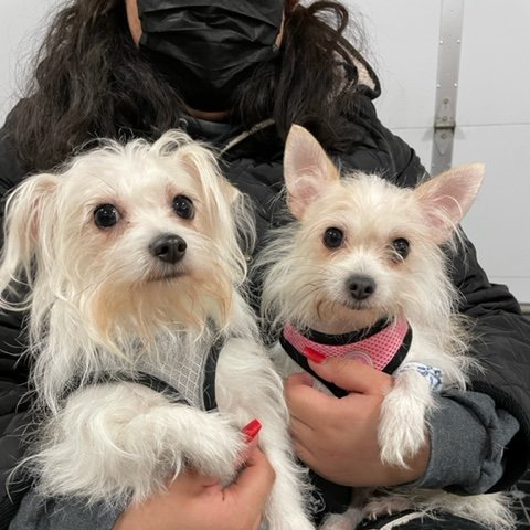 People&PetsTogether tweet media