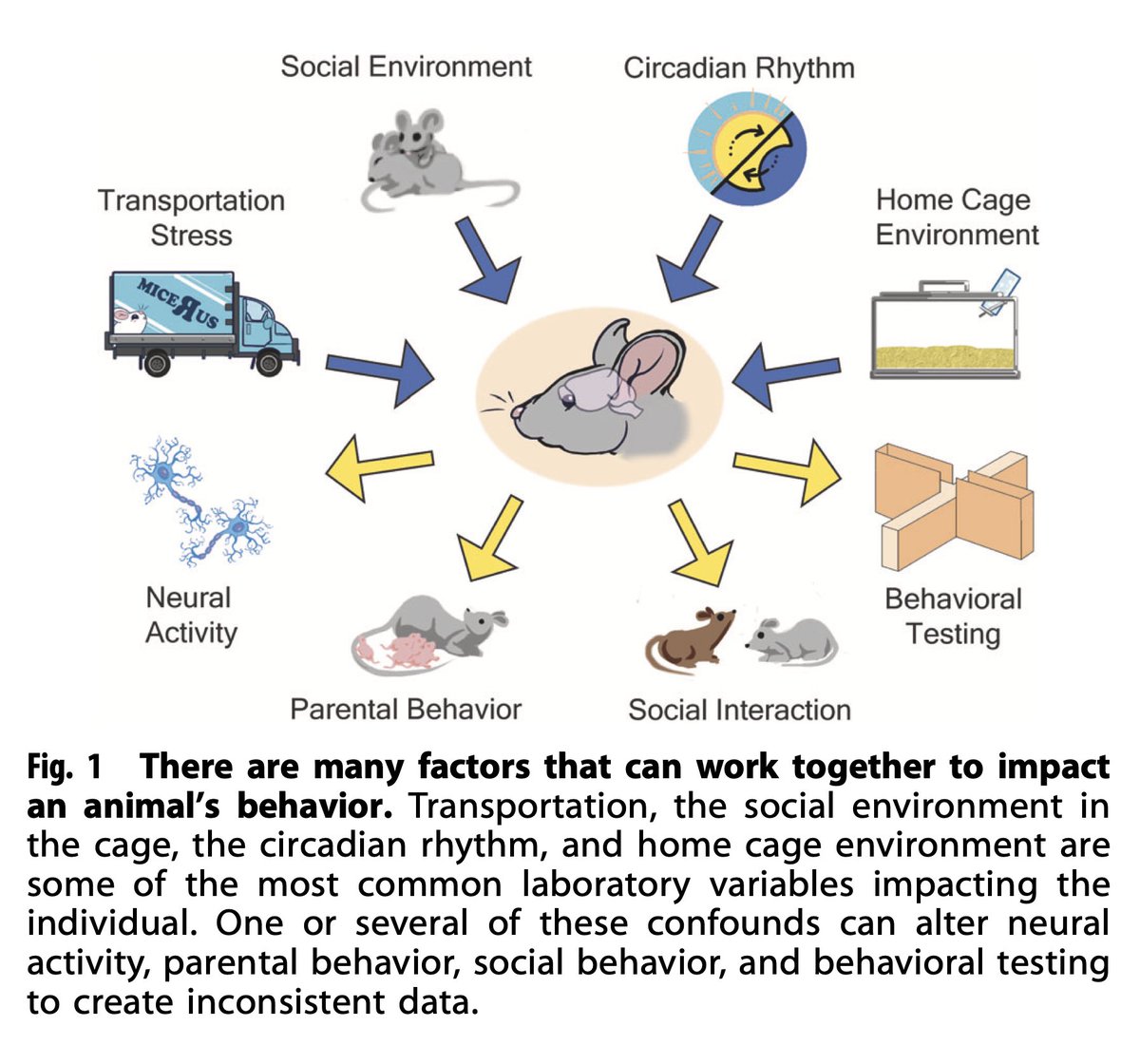 Neuropsychopharmacology (@npp_journal) on Twitter photo What's wrong with my experiment? New Review in <a href="/npp_journal/">Neuropsychopharmacology</a> discusses - and provides recommendations - on which variables to report in publications and how to address “hidden variables” that impact results
@trainorlab <a href="/MindfulRat/">Amanda Kentner</a> <a href="/bs_hanna/">Hanna Butler-Struben</a>
nature.com/articles/s4138… What's wrong with my experiment? New Review in <a href="/npp_journal/">Neuropsychopharmacology</a> discusses - and provides recommendations - on which variables to report in publications and how to address “hidden variables” that impact results
@trainorlab <a href="/MindfulRat/">Amanda Kentner</a> <a href="/bs_hanna/">Hanna Butler-Struben</a>
nature.com/articles/s4138…