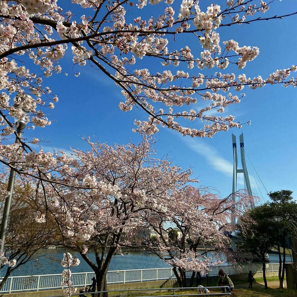 2943no3510's tweet photo. 橋と桜
#cherryblossom #桜
#springhascome #springhassprung
#てくてく散歩 #徒歩徘徊 https://t.co/etTUGtFtb3