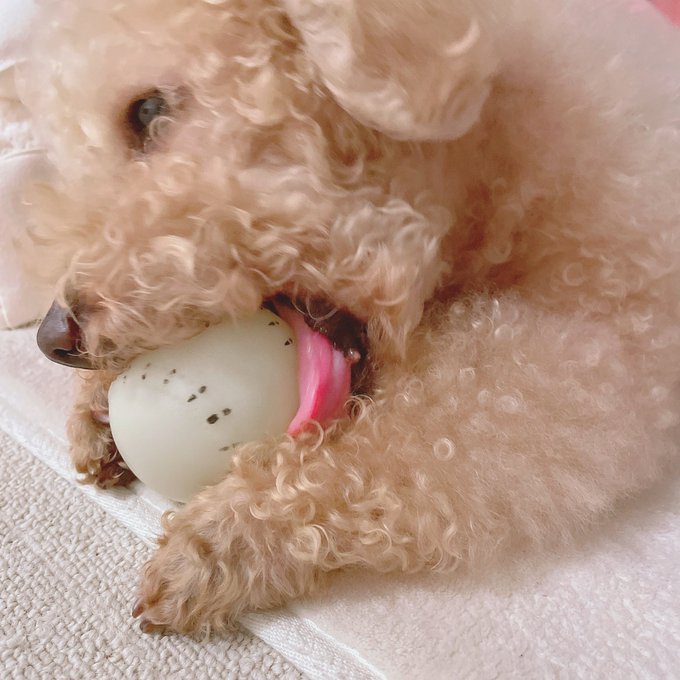 ベロンベロンしてる🤣🥰 https://t.co/PNVqWeGpXL<a href="/tag/%E5%8C%A0%E3%81%AE%E6%8A%80"class="tags"><span>#匠の技</span></a>