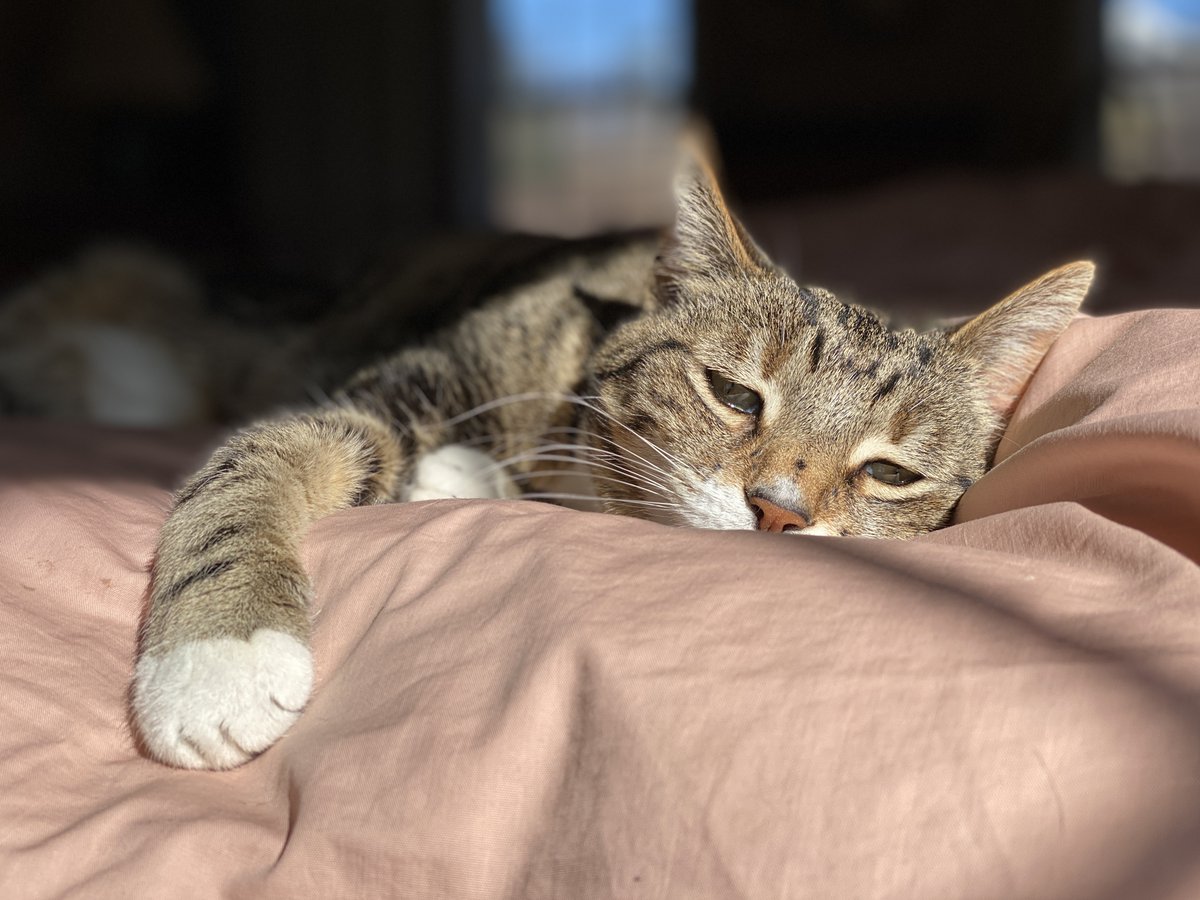 HappyIn21's tweet photo. Happy #RespectYourCatDay! Today is an opportunity to celebrate and recognize our feline friends and the love they bring into our lives. Always be sure to respect their needs and boundaries 😺 #snhu #happyin21 #happy #motivation #CatsOfTwitter https://t.co/c8pjtFkhv1