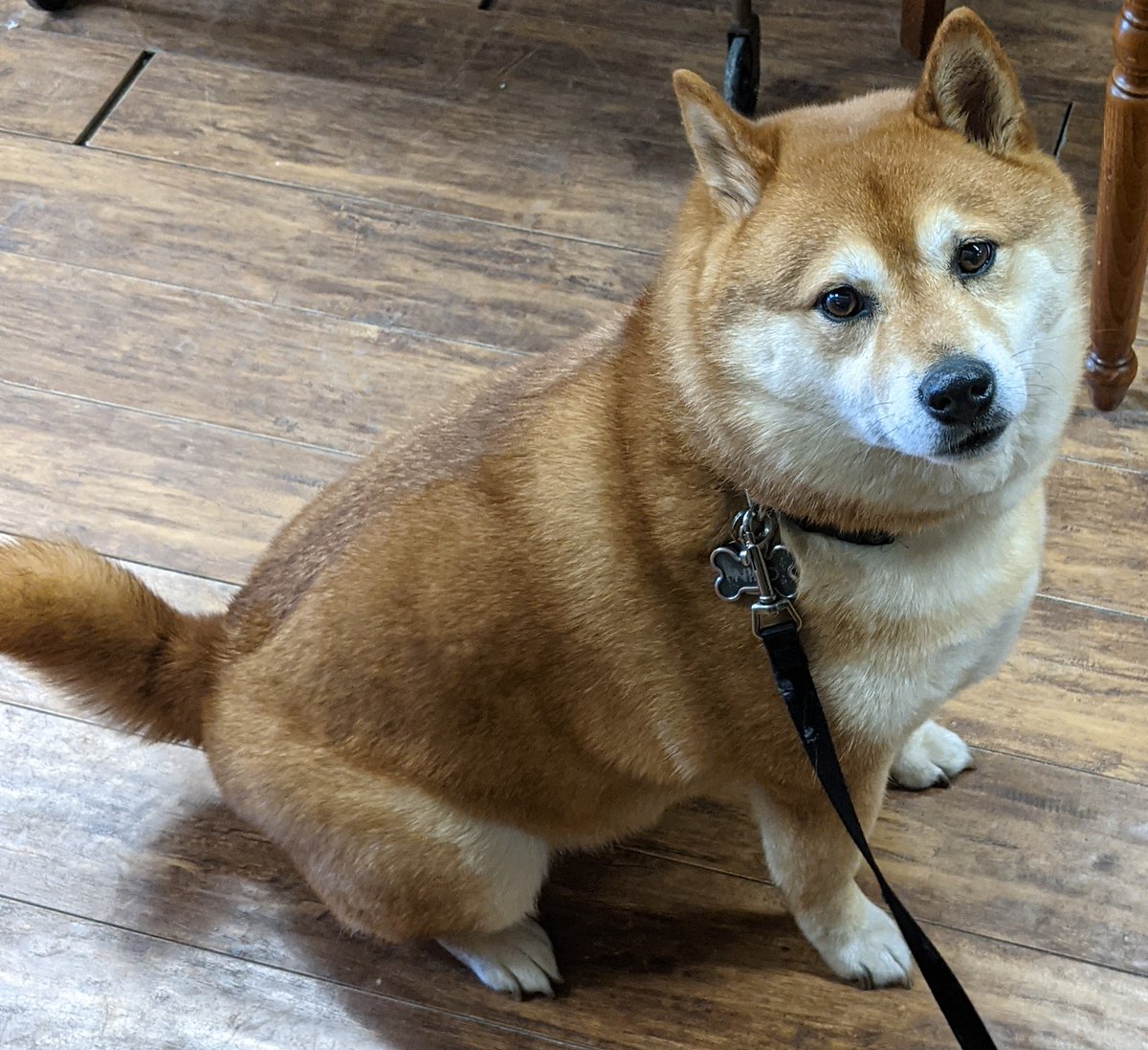 Shiba is on fire 🔥🔥🔥 who is in for an amazing ride?!! Retweet if you're ready🐶 <a href="/ShytoshiKusama/">Shytoshi Kusama™</a> <a href="/shibainuart/">みるく</a>