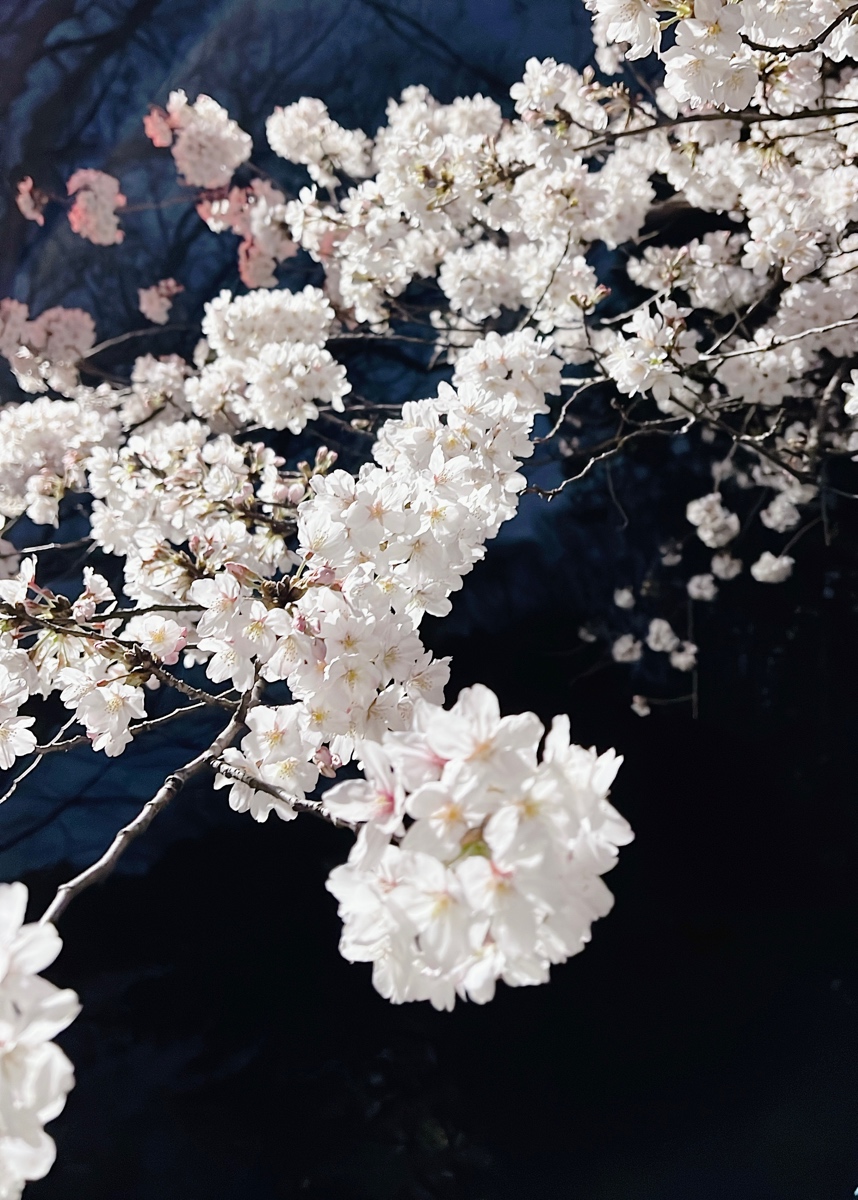 「会社帰りに立ち寄った上野の夜桜🌸満開でした👏 」|山田外朗のイラスト