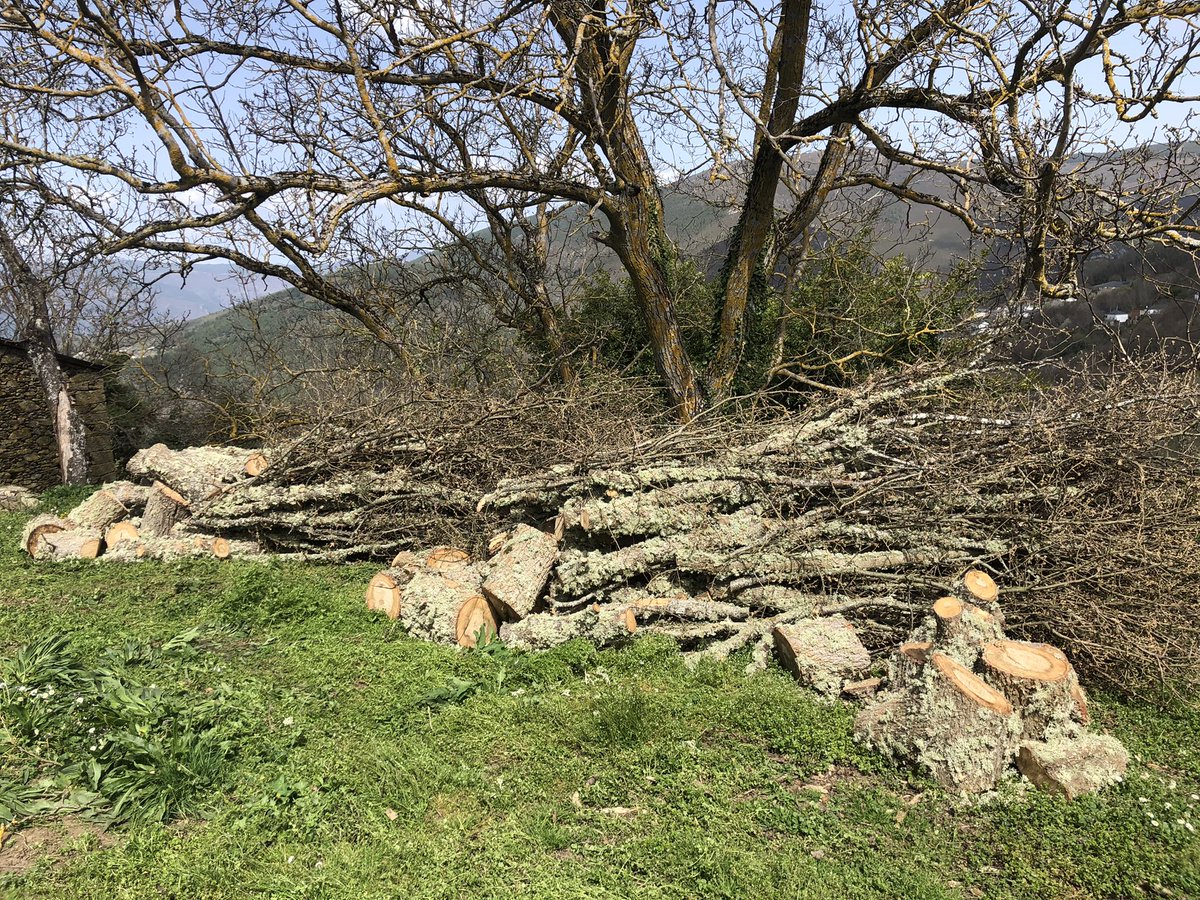 jorgeisla79's tweet photo. Ante a actual crise enerxética, no rural galego seguimos facendo o mesmo ca sempre. Ir ao monte a por leña.
#rebolo
#calornatural
#eofríoqueveñacandoqueira
#Celavente
#Valdeorras https://t.co/kg4GdCNy7F