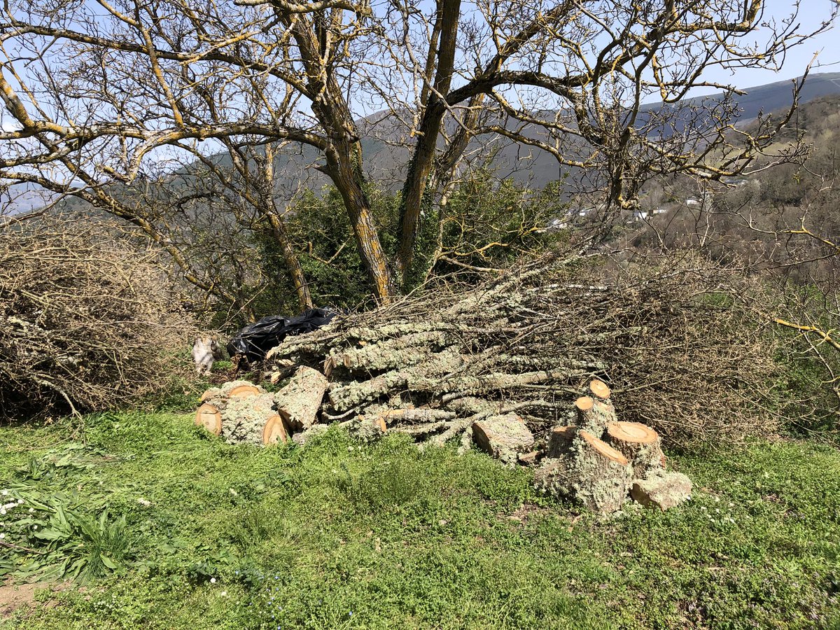 jorgeisla79's tweet photo. Ante a actual crise enerxética, no rural galego seguimos facendo o mesmo ca sempre. Ir ao monte a por leña.
#rebolo
#calornatural
#eofríoqueveñacandoqueira
#Celavente
#Valdeorras https://t.co/kg4GdCNy7F