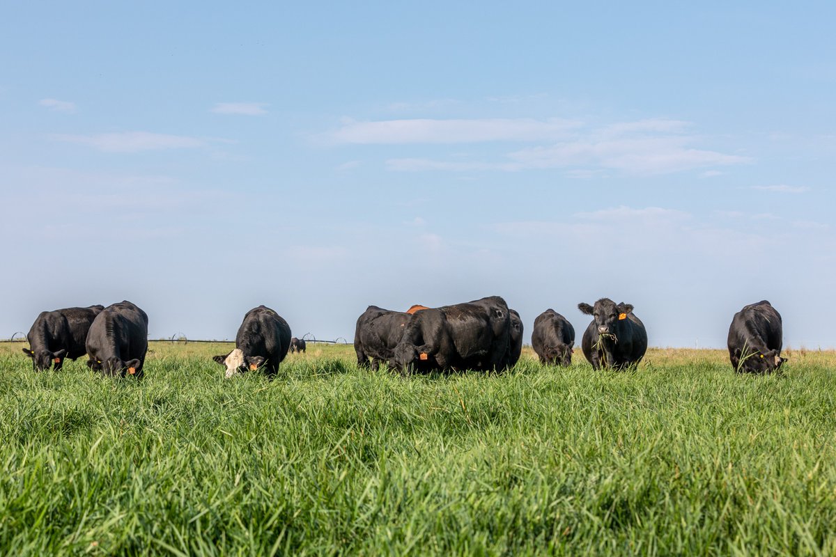 Alltech's tweet photo. Shipwheel Cattle Feeders is bringing a new meaning to the saying, "The grass is always greener on the other side."

See how beef cattle raised in adaptive, multi-paddock grasslands in Alberta, Canada, capture harmful emissions. 👉 https://t.co/ekQE2nUCdE

#PlanetofPlenty https://t.co/Xs7AUyYt8L