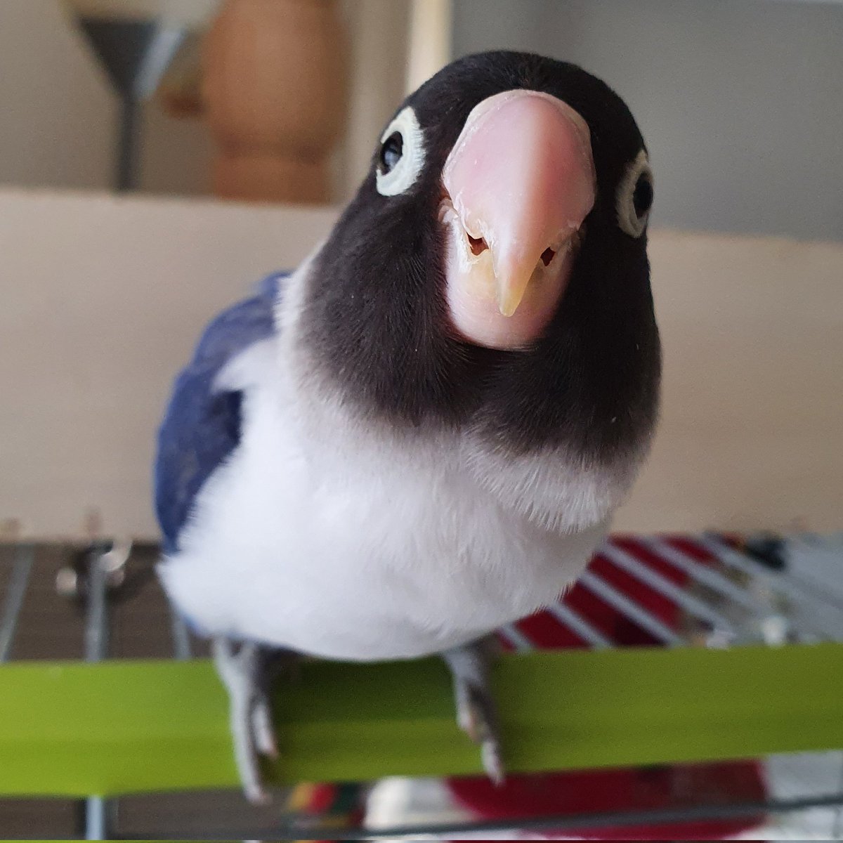 💙Pico💙 #lovebird #lovebirdlovers #birdphotography #birdsofinstagram  #Birdy #agapornis #ParrotAlert #parrot  #ParrotsAtoZ #birdsoftwitter #birdpicture #AnimalLovers #cute #cutepet #cuteanimals #pets #parrotlife