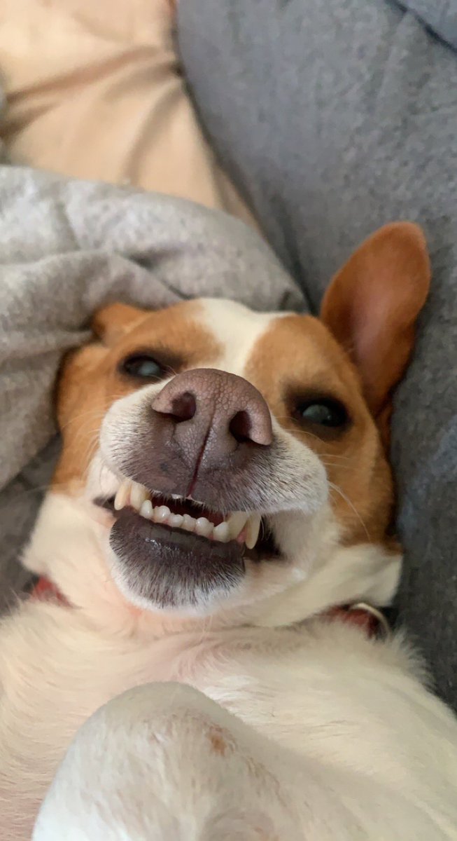 Maggstor tweet media