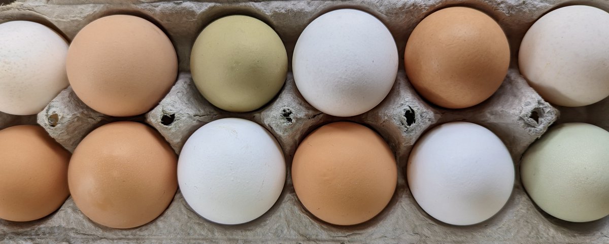 FARM EGGS: We are so happy to let you know that we now have locally laid farm fresh eggs available from the spoiled hens of Abundance Farm! They are $4.50 per dozen at Wellness Emporium Woodbury next to DTC!