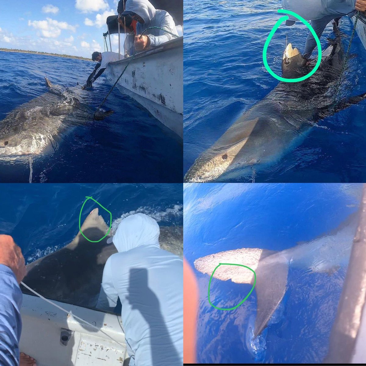 Atención 📣nos encontramos recopilando información comprobable de avistamiento de tiburones tigre ️en #Seaflower.
Si usted sabe de algún buzo, pescador o visitante, que hayan interactuando con esta especie recientemente, escríbanos y deje sus evidencias.
