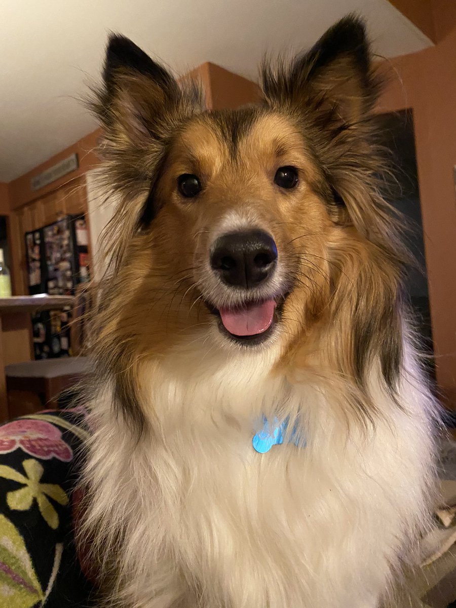 DrWatros's tweet photo. My cute little Cody. #HTSDhasSpirit #petpictures #sheltie https://t.co/8OVsAmo1UP