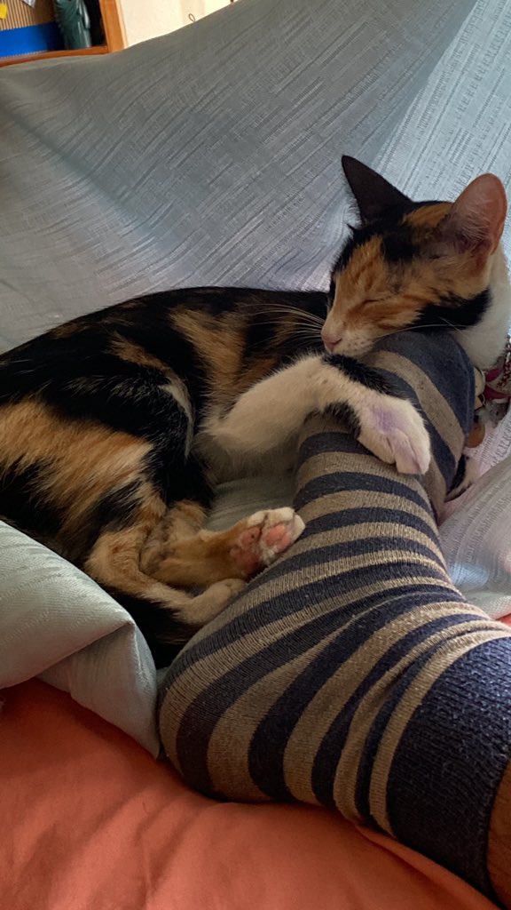 CrcEdgarsj's tweet photo. Que amor 😻 #tibus https://t.co/KSG3bmLPhg