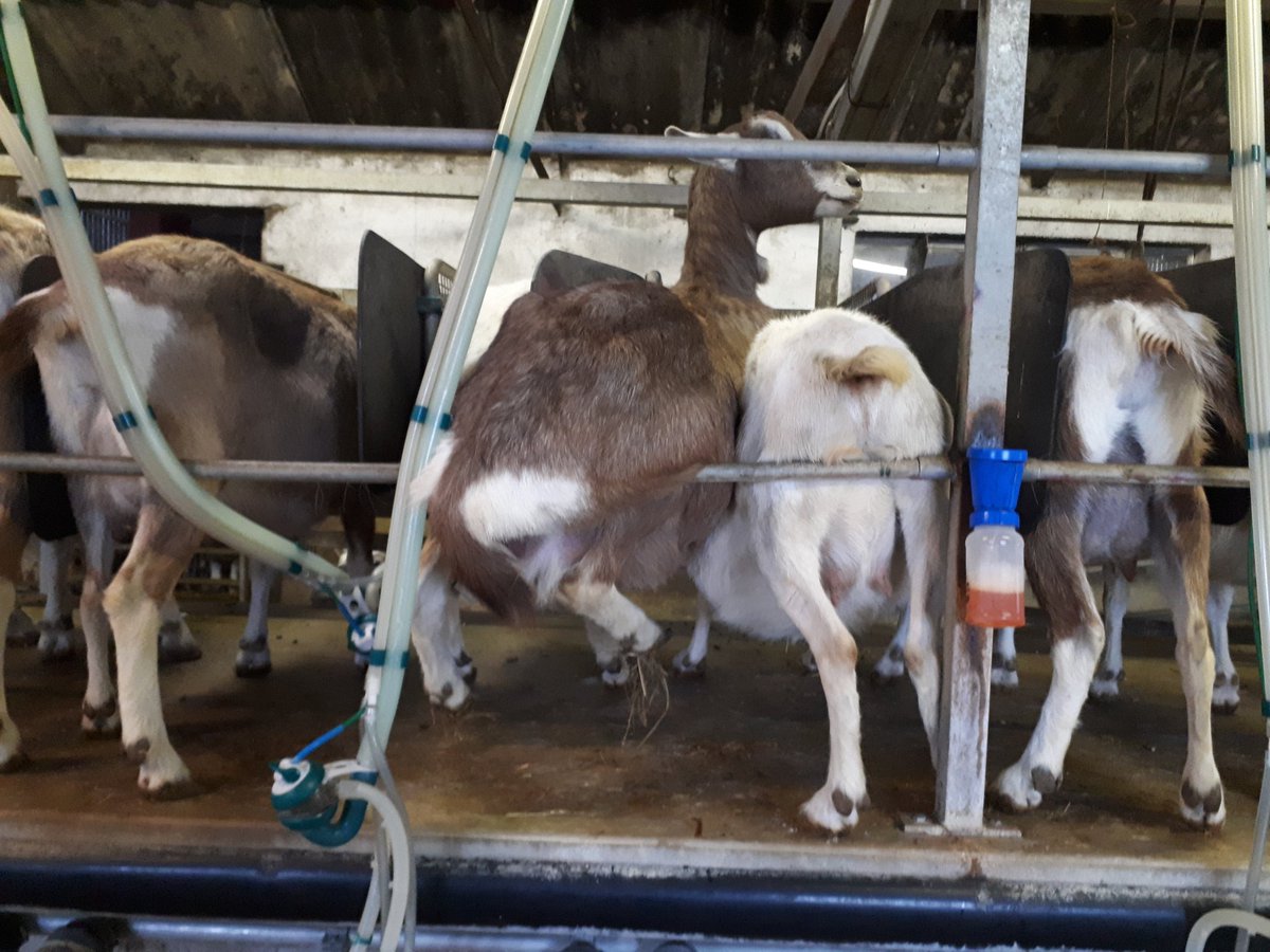 elliesdairy tweet media