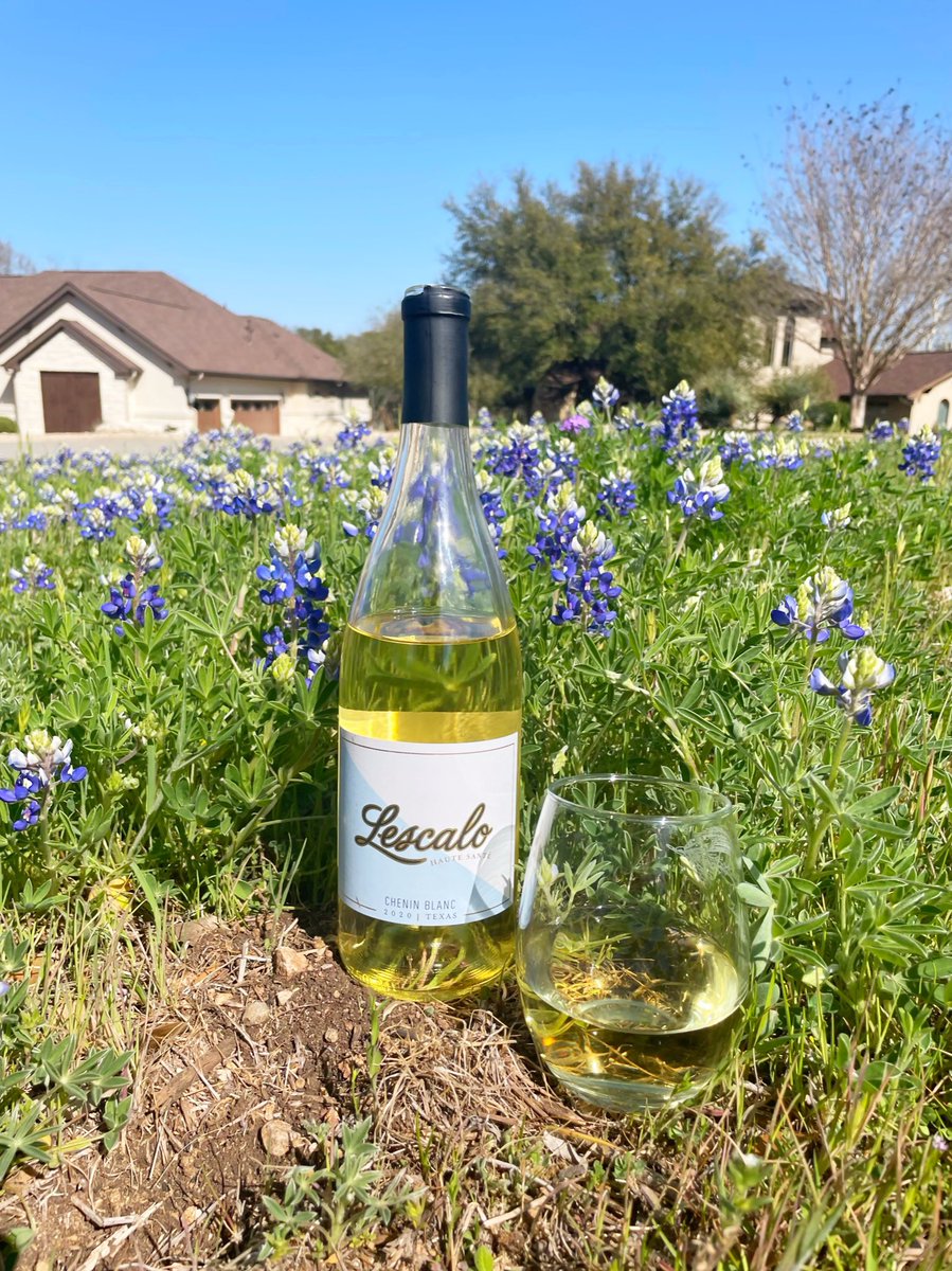 FallCreekWines's tweet photo. Nothing says springtime in Texas like bluebonnets and our lower alcohol, lower calorie Lescalo, a crisp and refreshing Texas Chenin Blanc!
#bluebonnets #springtimeintexas #txwine #texashillcountry #cheninblanc #texashillcountrywineries #lescalo https://t.co/REldZhzzot