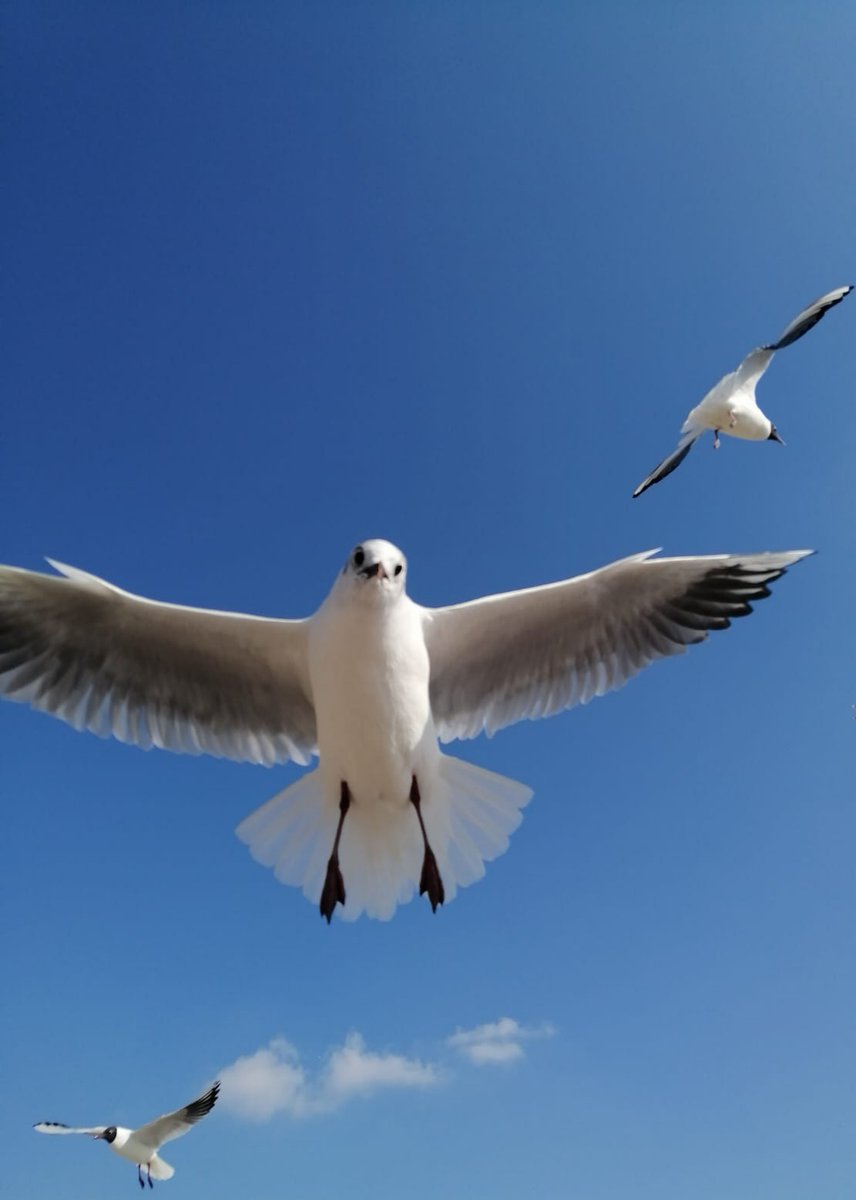 A brief respite from the rain today in #Barcelona though tomorrow's #Weather isn't looking great, we've been rather busy the past weeks as covid restrictions appear to be becoming a thing of the past, 18°c 65°f we do love a good #seagull #picture.