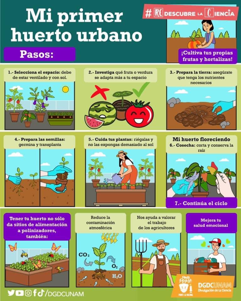 Incorpora a tu vida el arte de cuidar y cosechar en tu propio huerto urbano.🍅

<a href="/Ciencia_UNAM/">Ciencia UNAM</a> te da la receta completa: bit.ly/35XLPaM

#RedescubreLaCiencia con esta práctica aportando tu granito de arena al medio ambiente, ¡además de cuidar tu salud mental! 💚