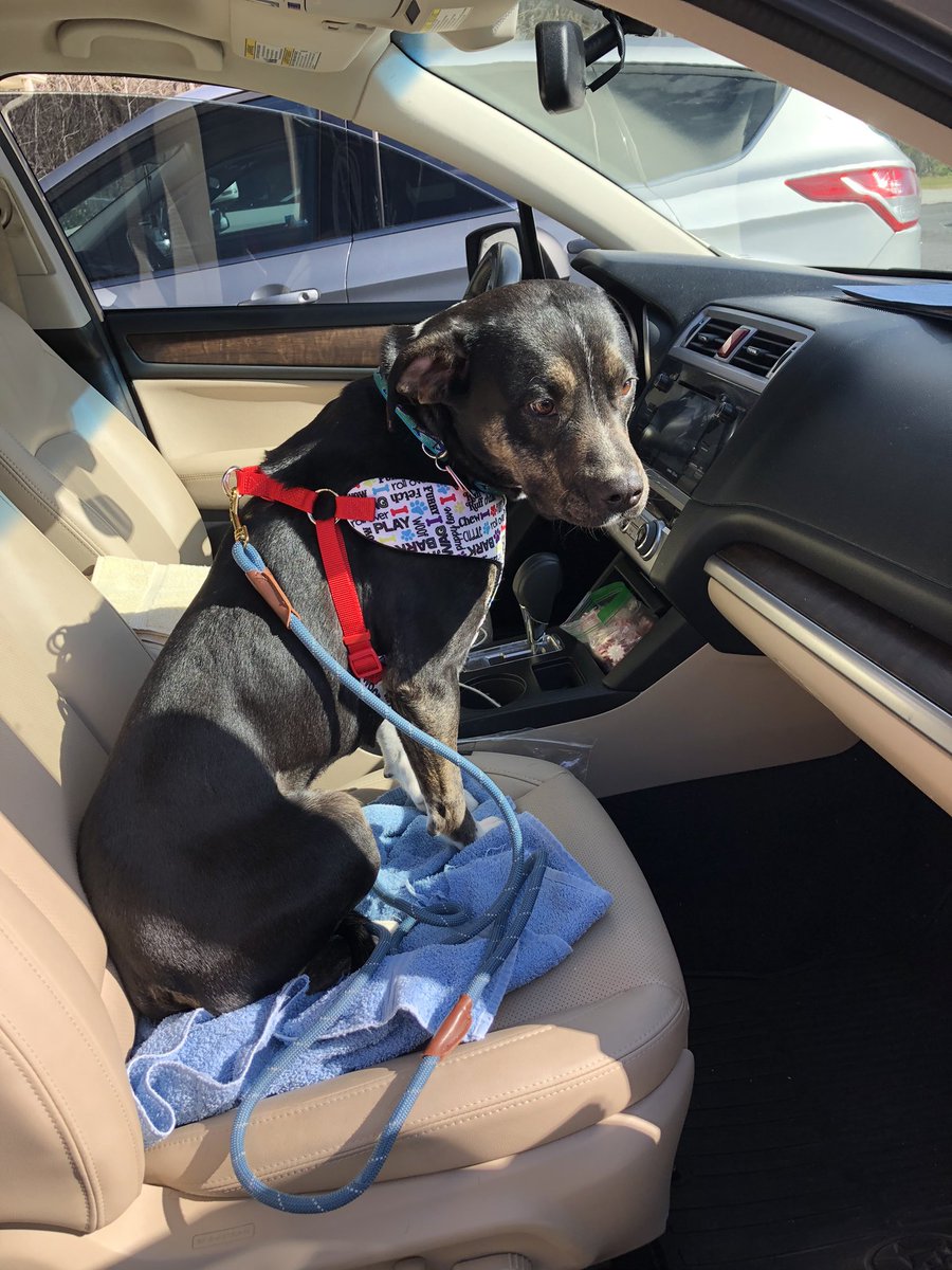 k9kayaks's tweet photo. Julie 💭 When you have a good vet #wellcheck visit then dad gives me kisses or is it the other way around 🐾🐾❤️🤷🏼♂️
#SubaruDogs https://t.co/5atFeMW9Uu