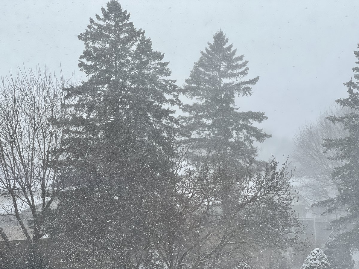 MoonTechGear's tweet photo. A few days ago I was walking the dogs while wearing shorts. I know it's March, but this still feels personal. #Monday https://t.co/0n1YiyreQ1