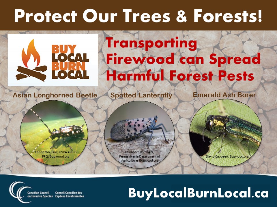 CanadaInvasives's tweet image. The Emerald Ash Borer and other invasive insects are predicted to have a staggering impact on North American trees in the coming years (for example, see bit.ly/38852ay). Do your part to reduce their impact. #BuyLocalBurnLocal #PlayCleanGo