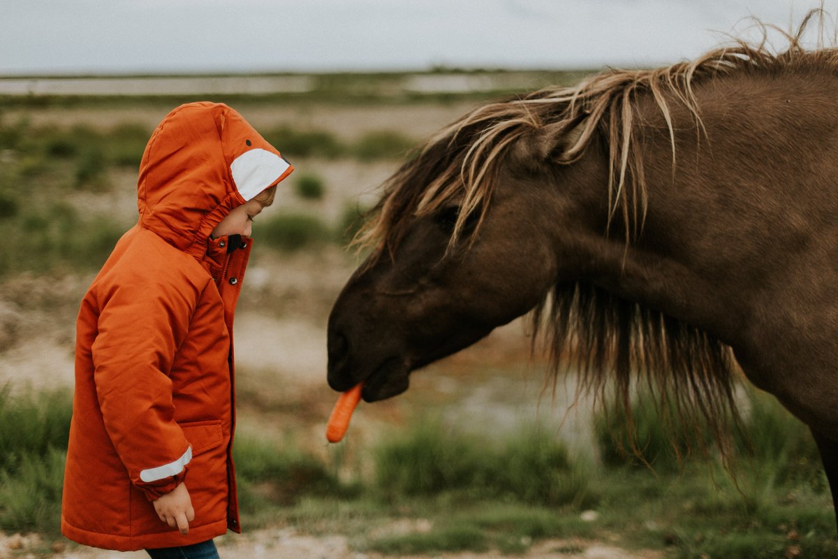 AspenGoldBed's tweet photo. Would your horse believe you if you told him where to find a hidden carrot? He might—if he thought you knew where that carrot was.
https://t.co/kZ3s0NPn71 https://t.co/YSXxqhas7g