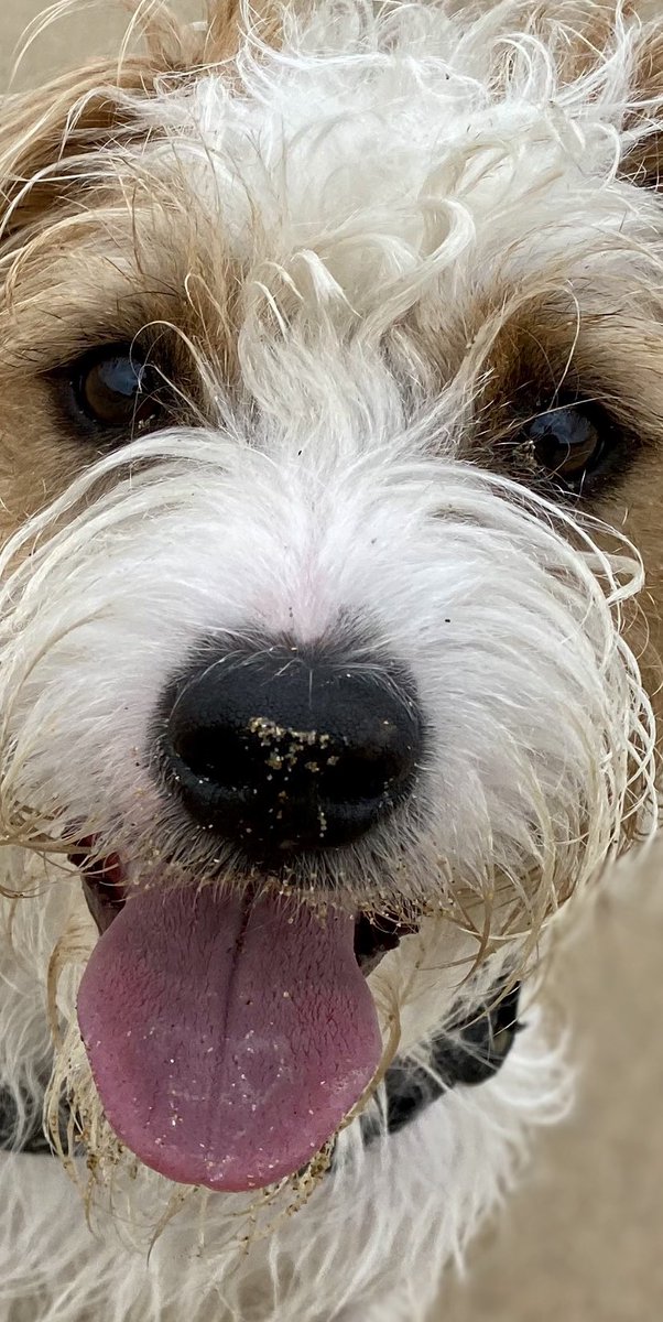 Here’s Booping at you Kid….
#dogsoftwitter #boop #boops #parsonrussellterrier #DogsofTwittter 

Lenny 

🐾
🐾