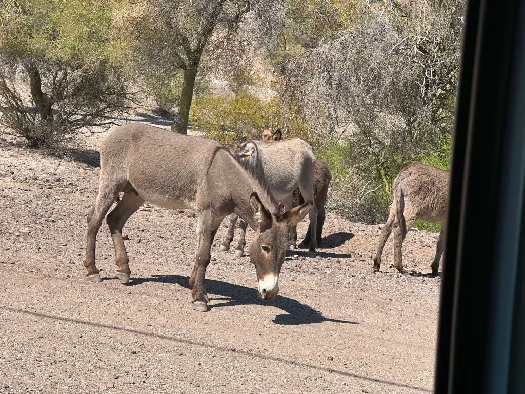iSOAGroup's tweet photo. Considering MuleSoft? Don't burro yourself into just one API Management solution. See iSOA CTO, @BryonKataoka's session at IBM Tech Con on 4/6, at 8am PST/11am EST - IBM API Connect v10, Tips, Tricks and Best Practices (session #522)  https://t.co/5UAoNgbYr9 #integration #ibm https://t.co/twwltSXXek