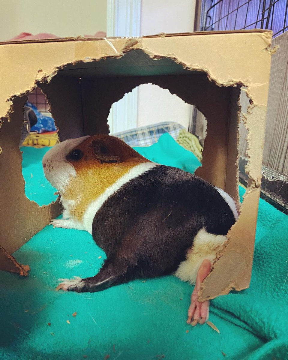 💕
#Guineapig