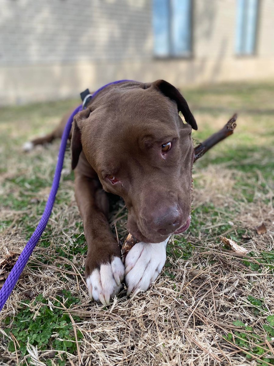 People spend millions of dollars on their pets but here at CARE STL, you will save money on toys if you adopt a dog from us! 🤣🤣

Our dogs Gromit, Sledge, Inchyro, Lars, and Nexie have a new competition going to see who can find and carry the biggest stick, LOL!!