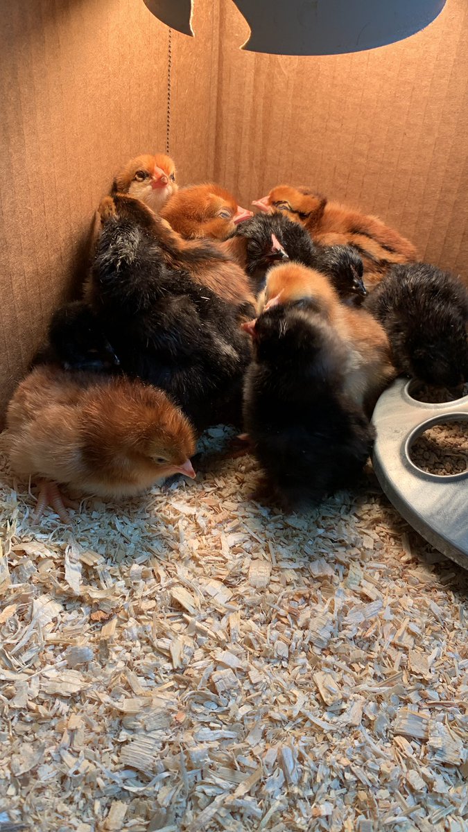 We have 15 new “peeps” in 3rd grade today! 🐥 #lakeviewvikes <a href="/UNLPlatteCounty/">Platte County 4-H</a>