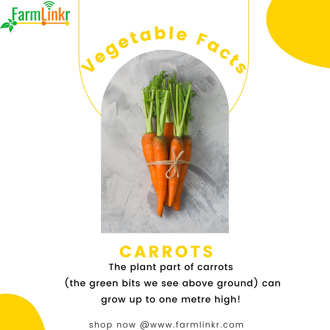 FarmLinkr's tweet photo. Did you know?
The plant part of carrots (the green bits we see above ground) can grow up to one metre high! Did you also know that the leaves are edible?
Add some Carrots to your cart today by heading to https://t.co/uZo3pYJAPJ
#FarmLinkr #linkingyou #tolocalfarmers https://t.co/PoSGnbdGcy