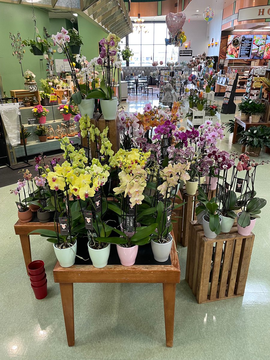 NLibertyPC's tweet photo. Orchids now in North Liberty Price Chopper! 

TRIVIA TIME ✨Which fictional detective was known for growing orchids? Hint: 

 A. Philip Marlowe
 B. Sherlock Holmes
 C. Nero Wolfe
 D. Agatha Christie https://t.co/9KpNt3ibVh